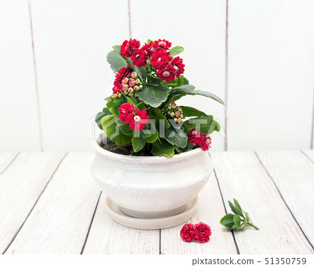 Blooming Kalanchoe. Beautiful potted flower in the 51350759