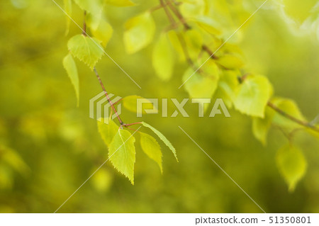 Defocused natural autumn forest background in sunny day Defocused natural autumn forest background in sunny day 51350801