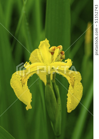 Flower irises 51352743