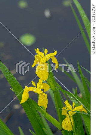 Flower irises 51352757