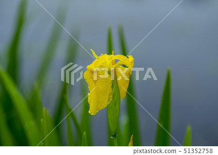 花鳶尾花 51352758