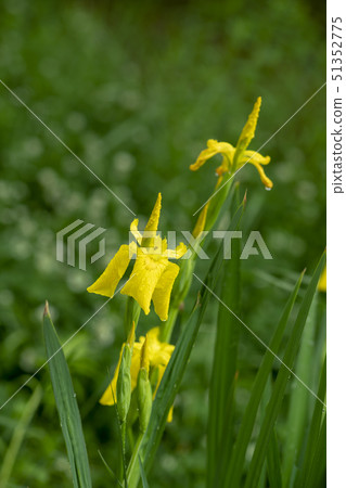 花鳶尾花 花鳶尾花 51352775