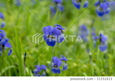 Iris 51352813