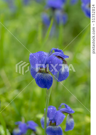 Iris 51352814