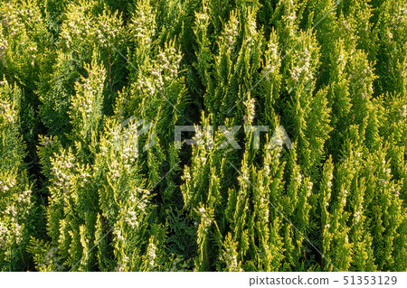 Green branches and young leaves of a thuja tree. Green branches and young leaves of a thuja tree. 51353129