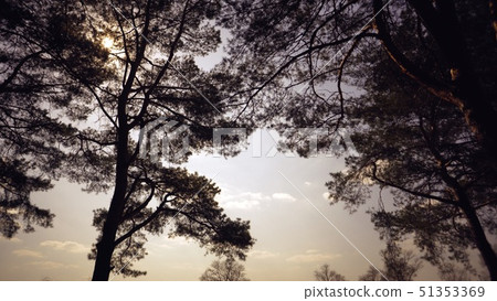 Old tall pines pinery sway in the wind against the sky. Tree trunks swaying, hissing branches. In 51353369