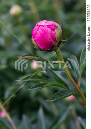 Close-up of a flower bud of dark pink peony. Close-up of a flower bud of dark pink peony. 51353403