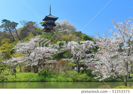 [Kanagawa Prefecture] Triple tower and full bloom cherry blossoms of Sanjoen 51353573