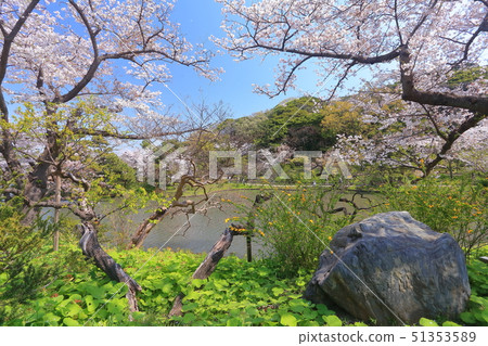 [Kanagawa Prefecture] The cherry blossoms in full bloom at Sankeien in fine weather 51353589
