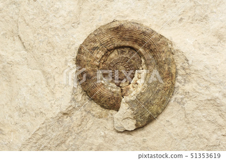 background - ammonite shell in limestone background - ammonite shell in limestone 51353619