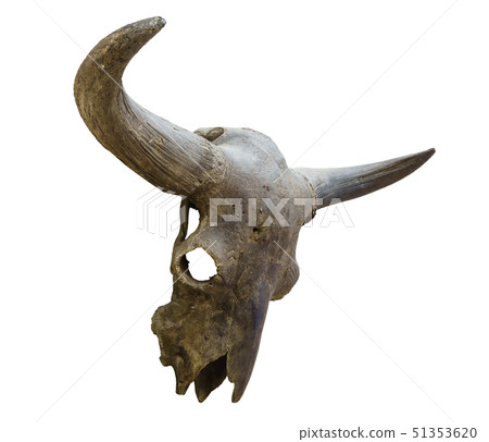 skull of an extinct bison isolated on white 51353620
