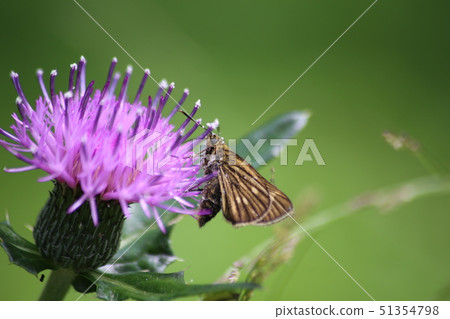 Cochabanese Seri and Nori Thistle Cochabanese Seri and Nori Thistle 51354798