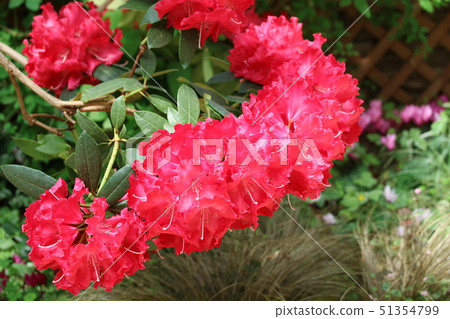 Western rhododendron Western rhododendron 51354799