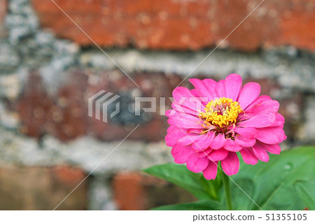 Pink daisy in a garden Pink daisy in a garden 51355105
