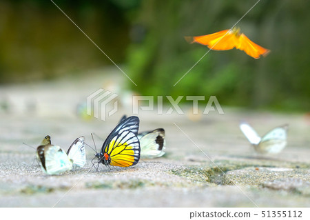 Group of butterflies on the ground 51355112