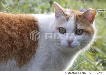 Photos of stray cats Photos of stray cats 51355295