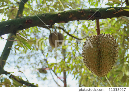 Ripe Monthong Durian on tree in agricultural Ripe Monthong Durian on tree in agricultural 51358937