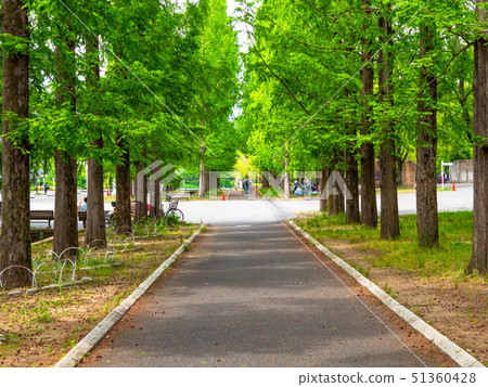 Metasequoia's tree-lined avenue Metasequoia's tree-lined avenue 51360428