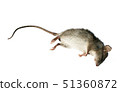 Dead rat 51360872