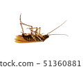 Dead Cockroach 51360881