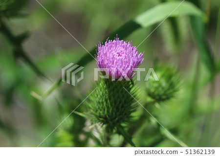 American onion American onion 51362139