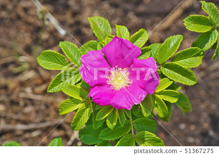紅色Hamanasu花 紅色Hamanasu花 51367275