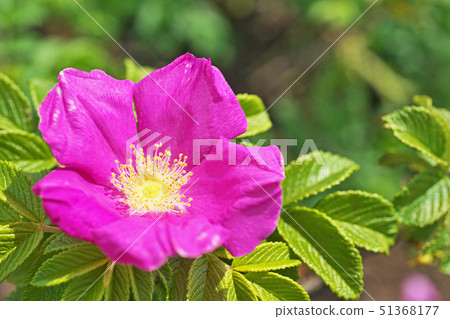 Red Hamanasu flower 51368177