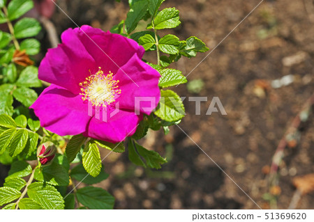 Red Hamanasu flower 51369620