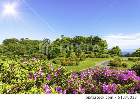 Kotowa火光藍天杜鵑花 51376018