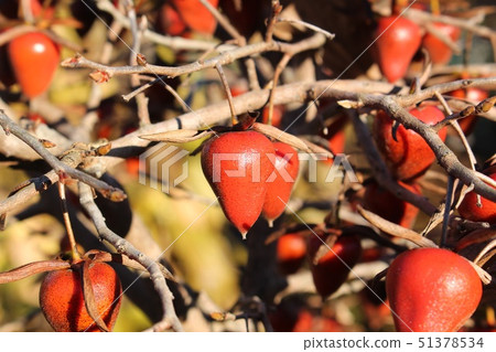Old age persimmon Old age persimmon 51378534