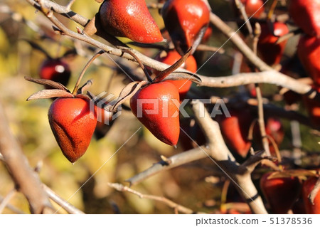 Old age persimmon 51378536