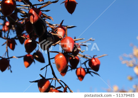 Old age persimmon 51379485