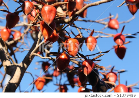 Old age persimmon 51379489