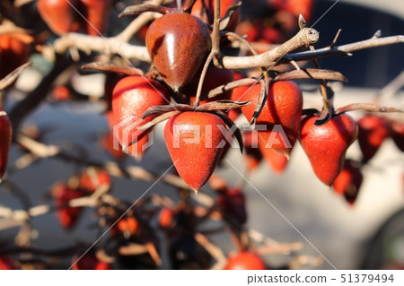 Old age persimmon 51379494