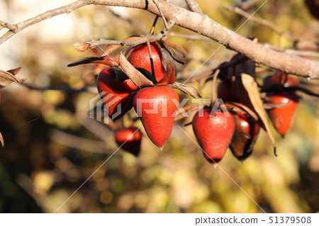 Old age persimmon 51379508