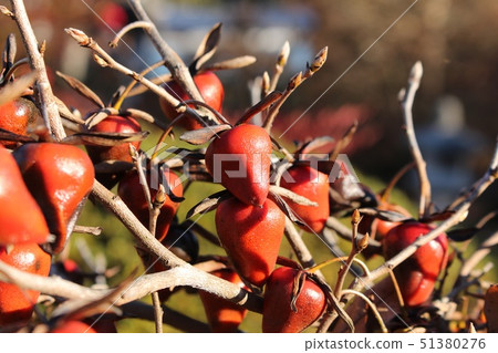 Old age persimmon 51380276