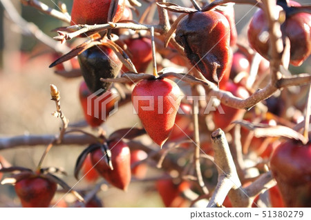 Old age persimmon 51380279
