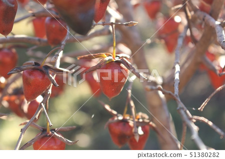 Old age persimmon 51380282