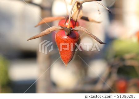 Old age persimmon 51380293