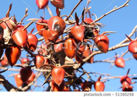 Old age persimmon 51380298