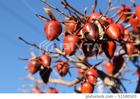 Old age persimmon 51380303