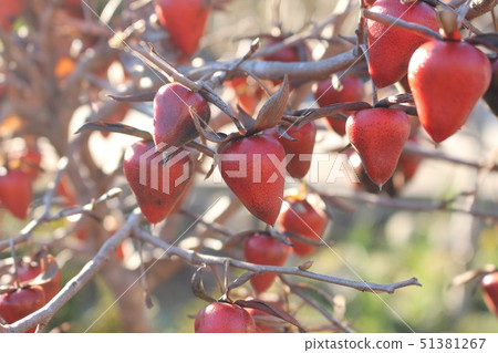 Old age persimmon 51381267