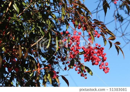 Southern Southern 51383081