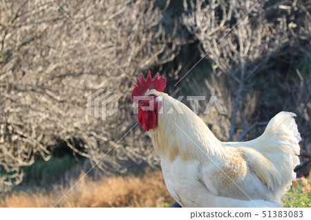 公雞 51383083