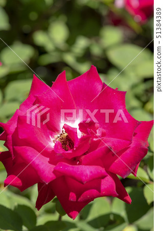 rose rose 51384389