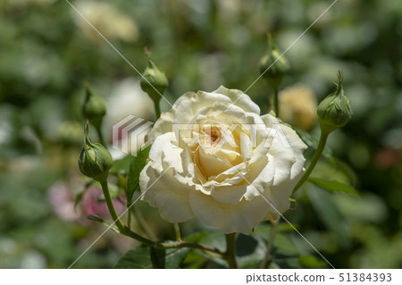 rose rose 51384393