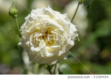 rose 51384454