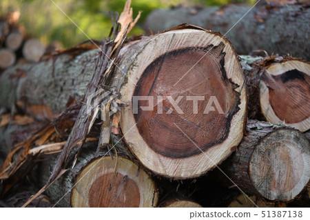 Sugi thinning and annual rings Sugi thinning and annual rings 51387138