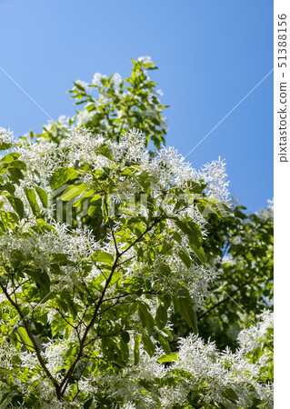 Flower of Hinatsubotago 51388156