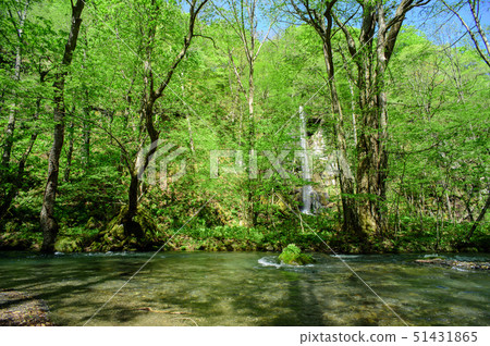 Oirase Shiraito在春天落 Oirase Shiraito在春天落 51431865